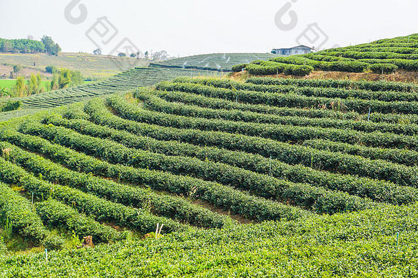 美丽的茶农场绿色环境农村泰国