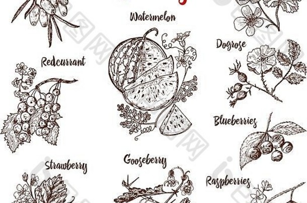 集浆果树莓蓝莓海鼠李红色的醋栗草莓醋栗西瓜云莓狗玫瑰蓝莓树莓刻手画草图古董风格