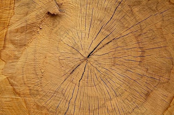 树桩大树砍伐部分树干年度环