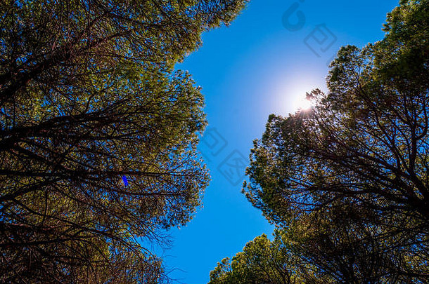 树森林湖baratz撒丁岛太阳镜头耀斑