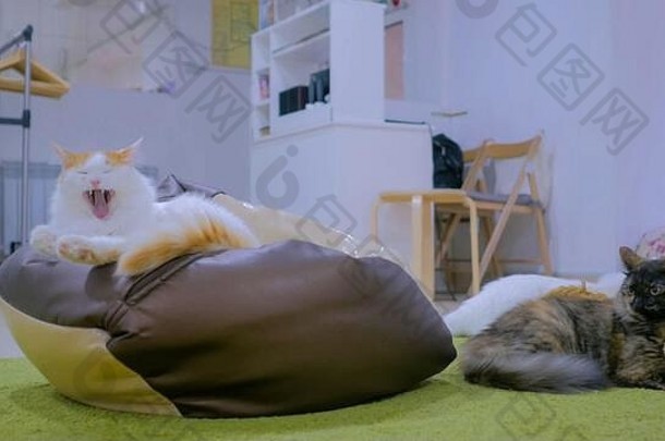 猫休息餐时间现代猫咖啡馆