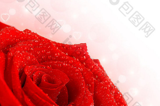 照片红色的玫瑰边境美丽的玫瑰花束孤立的粉红色的模糊背景新鲜的花水滴花瓣