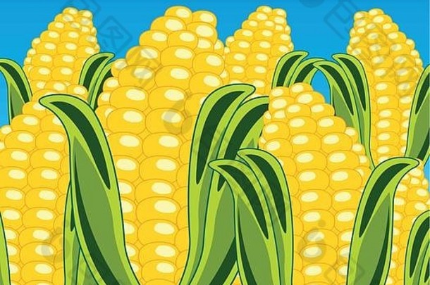 场成熟的玉米