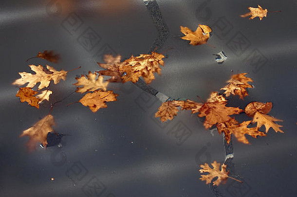 秋天转冬天叶子下降了池塘冻保存冰