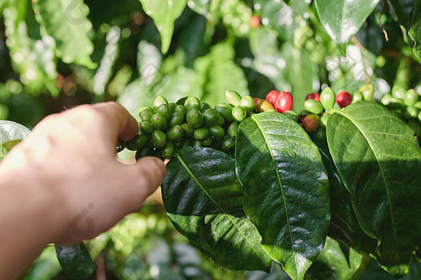 收集红色的咖啡豆子分支植物关闭视图