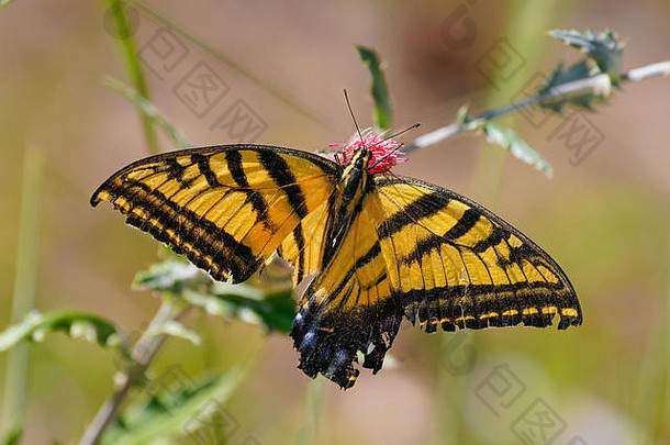 双燕尾服蝴蝶喝花粉沙漠花较低的翅膀严重损坏的幸存的