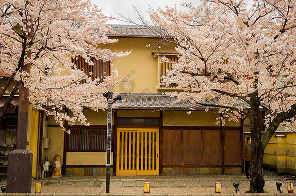 美丽的视图这个区樱桃花朵春天时间《京都议定书》