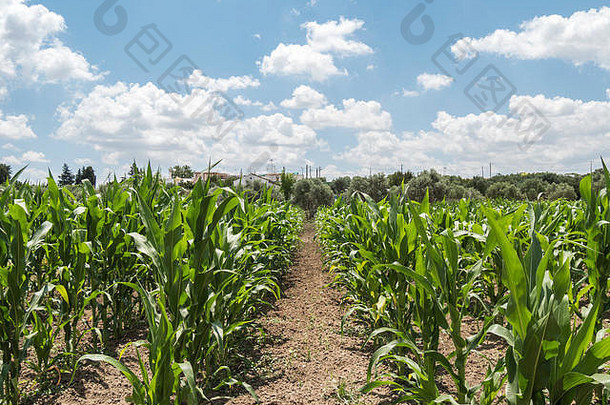 玉米作物日益增长的