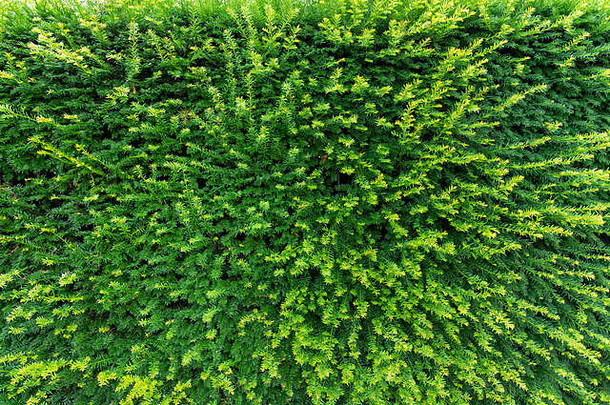 绿色叶子墙纹理背景