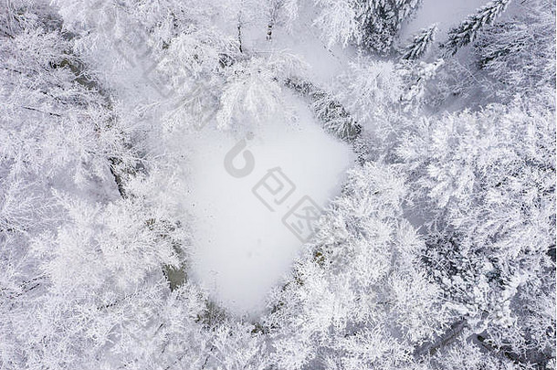空中视图冬天美丽的景观树覆盖白霜雪冬天风景景观照片捕获无人机
