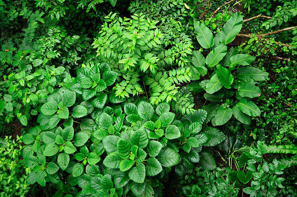 郁郁葱葱的热带植物生活环绕热带雨林徒步旅行小道trimbina生物储备科斯塔黎加