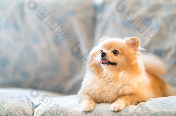 可爱的波美拉尼亚的狗微笑沙发向上复制空间