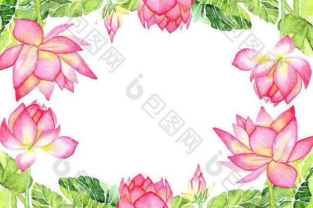 手画水彩插图明信片孤立的粉红色的莲花白色背景