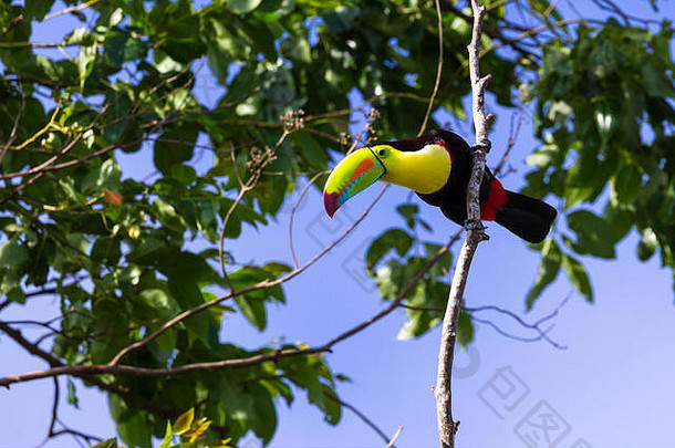 热带场景科斯塔黎加喉宣传巨嘴鸟栖息树