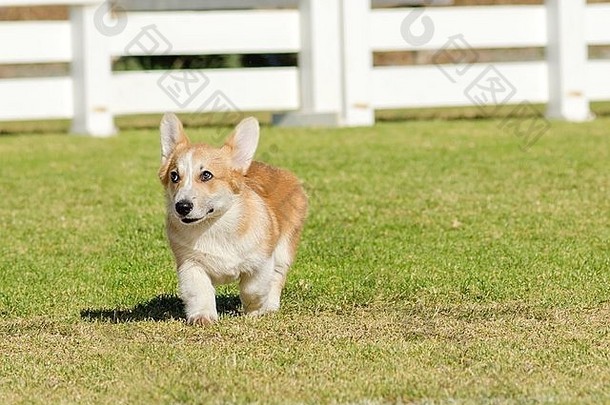 年轻的健康的美丽的红色的紫貂白色威尔士威尔士矮脚狗彭布罗克小狗狗停靠尾巴走草幸福的