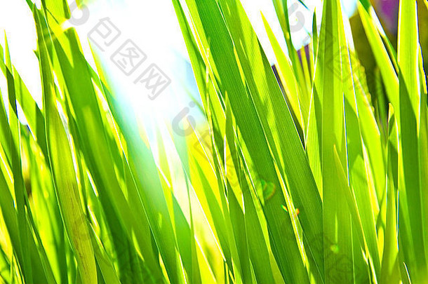 绿色草散景背景绿色新鲜的草沐浴阳光自然夏天散景图片