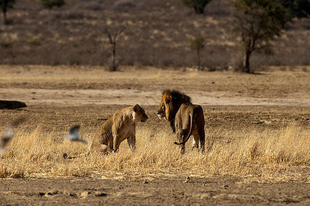 狮子开放平原卡加拉加迪transfontier公园南非洲