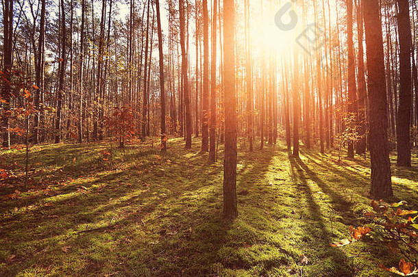 阳光明媚的森林背景