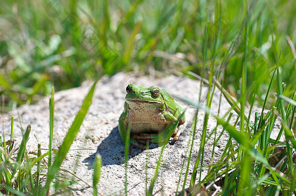 绿色青蛙草背景
