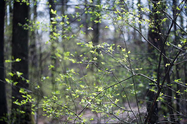 春天小叶子树枝森林特写镜头