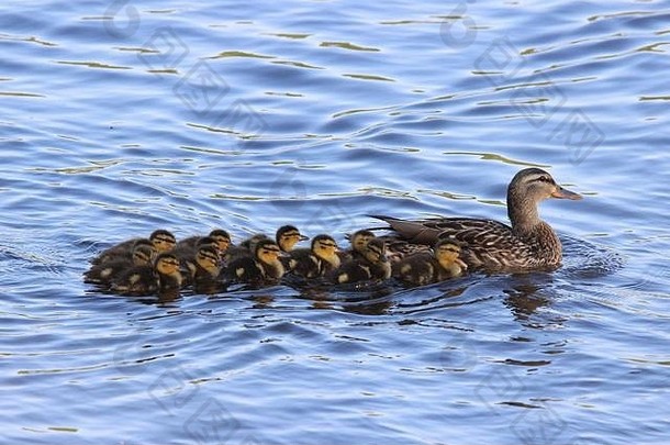 妈妈。野鸭鸭游泳家庭小鸭