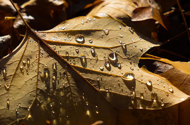 下降秋天叶子水滴