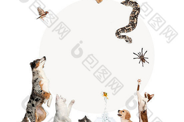 集团宠物周围灰色的圆白色背景