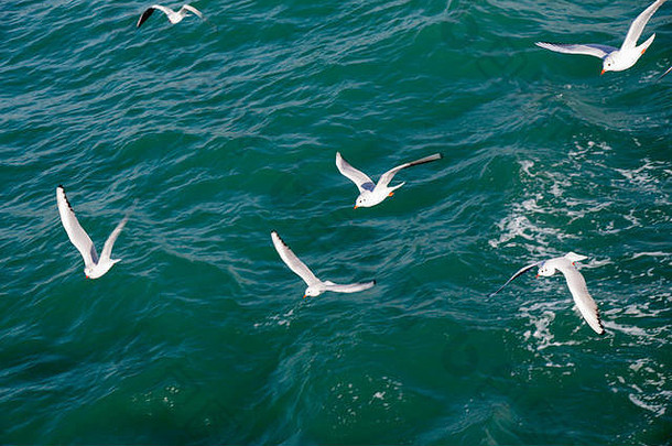 海鸥飞行天空海水域