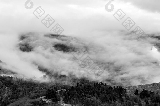 雾覆盖山树前景