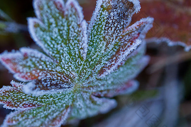 野生植物覆盖霜