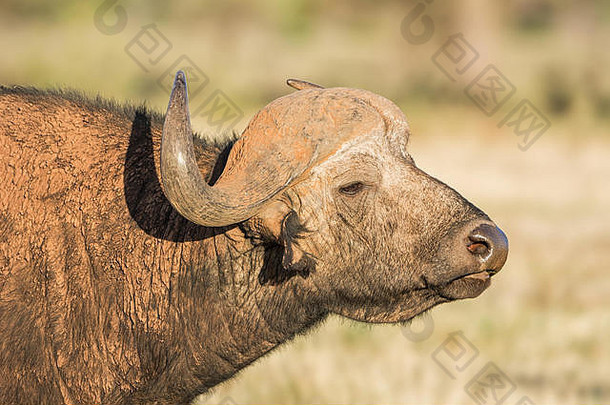 肖像角水牛牛南部非洲稀树大草原
