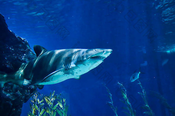 独特的图片显示大鲨鱼!美妙的动物照片海生活曼谷泰国