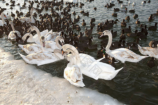 鸟天鹅傻瓜阻塞冰黑色的海罕见的现象时间occured敖德萨乌克兰