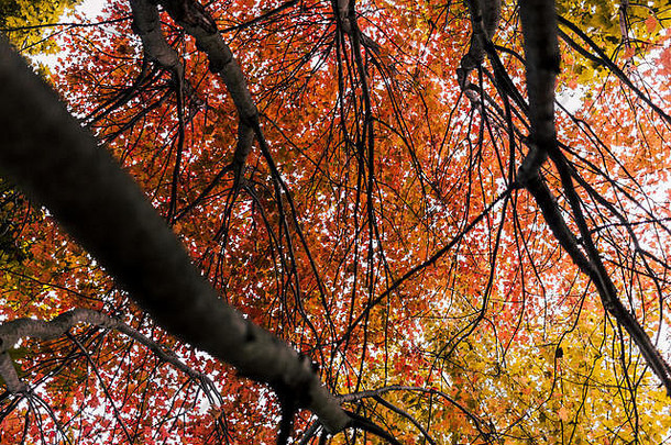 树叶子显示美丽的秋天颜色