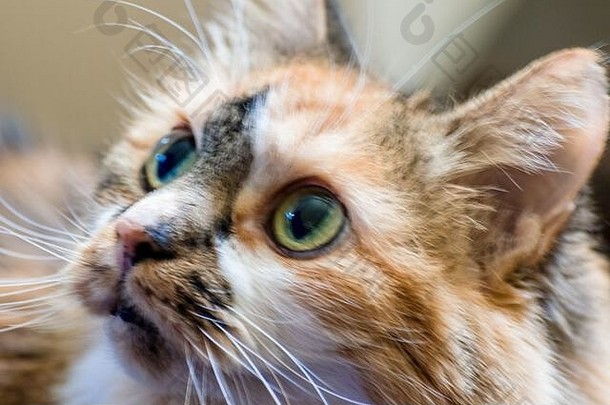 肖像国内姜小猫好奇的毛茸茸的年轻的橙色小猫