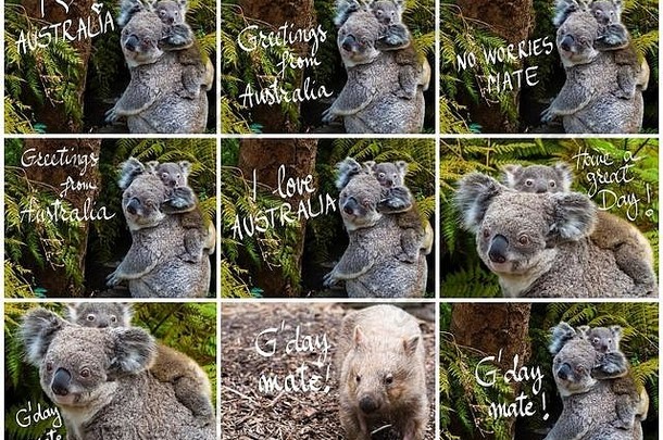 照片拼贴画澳大利亚考拉熊本地的动物婴儿