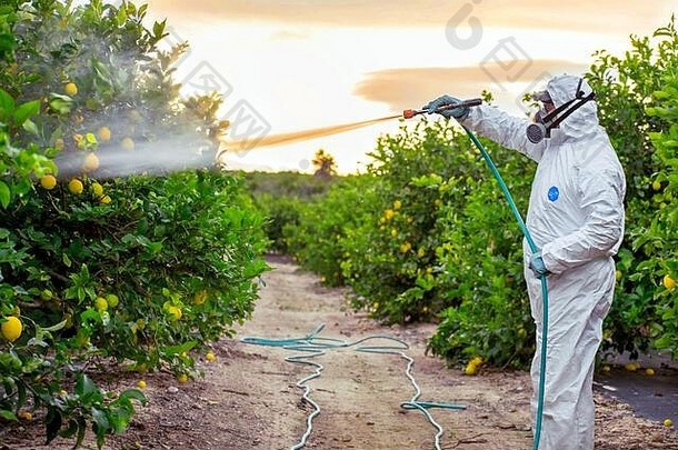 杂草杀虫剂熏蒸有机生态农业喷雾农药农药水果柠檬日益增长的农业种植园西班牙男人。