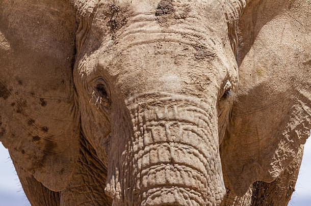 非洲大象脸学名Loxodonta非洲前面头脸特写镜头佩杰塔保护协会肯尼亚东非洲关闭瑟瑞娜斯威特沃特斯水潭