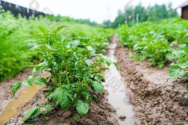 土豆沟水重雨农业灾难洪水高质量照片