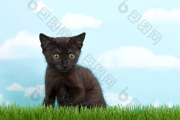黑色的<strong>小</strong>猫绿色眼睛高绿色草向前观众蓝色的背景天空云复制空间