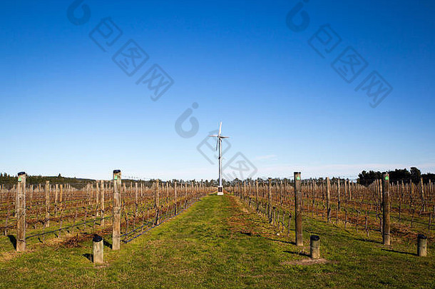 葡萄葡萄树冬天修剪系准备好了一年的作物葡萄葡萄园坎特伯雷新西兰