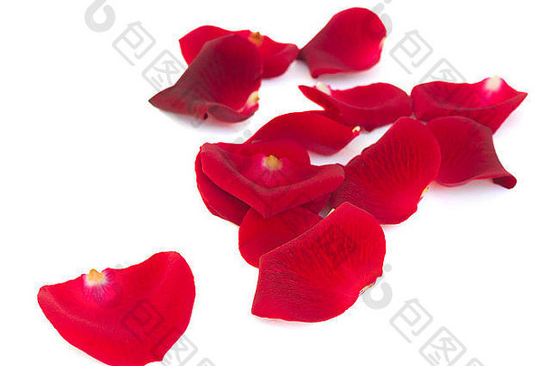 桩朱红色红色的玫瑰花瓣