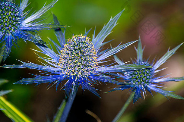 海冬青Eryngium蓝色的叶子苞片花园苏厄德公园西雅图