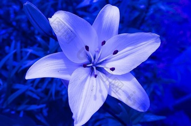 盛开的莉莉花艺术宏摘要<strong>蓝色</strong>的装饰设计美丽的春天花园优雅的艺术软焦点