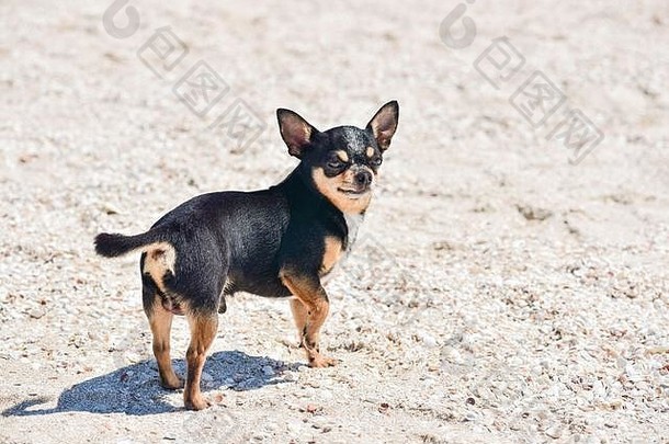 吉娃娃狗夏天沙子可爱的黑色的吉娃娃小狗