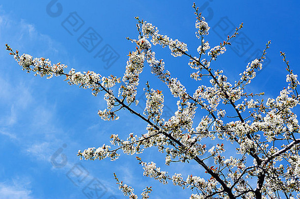 图片樱桃树开花拍摄阳光