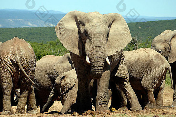受人<strong>尊</strong>敬的妇女非洲大象学名Loxodonta非洲手表危险家庭集团<strong>享</strong>受快乐很酷的泥
