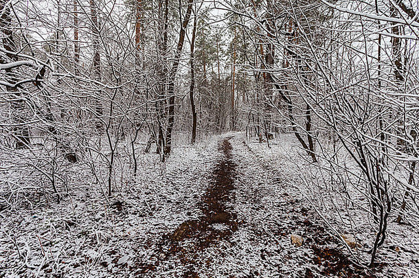 冬天森林树覆盖雪