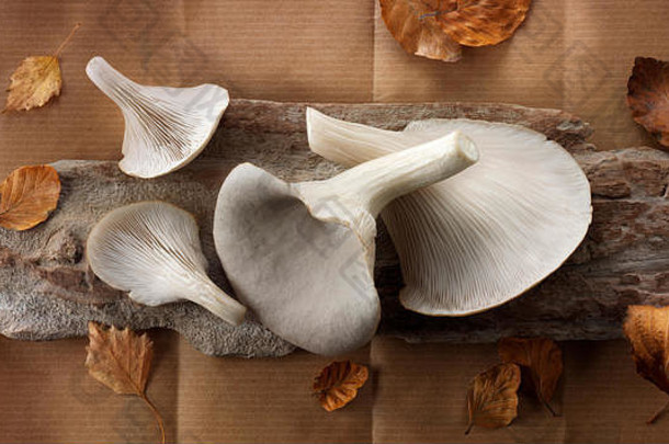新鲜的选生灰色牡蛎蘑菇普通蘑菇鸵鸟未煮过的