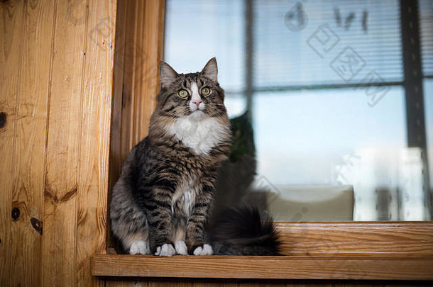 猫坐在窗台上猫坐着首页窗口阳光明媚的一天猫放松窗台上